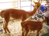 Alpaca after shearing