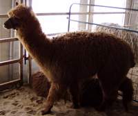 Alpaca - Huacaya