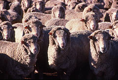 Merino wool from merino sheep