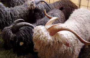 Mohair - Angora goats