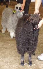 Mohair - Angora goat being judged