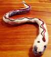 felted snake